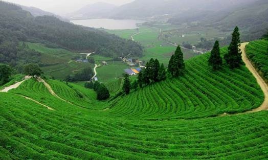 Lợi thế giúp Bảo Lộc hút nhà đầu tư <a href=